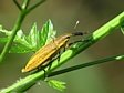 r�honosec Lixus iridis