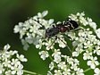 tesa��k Anaglyptus mysticus