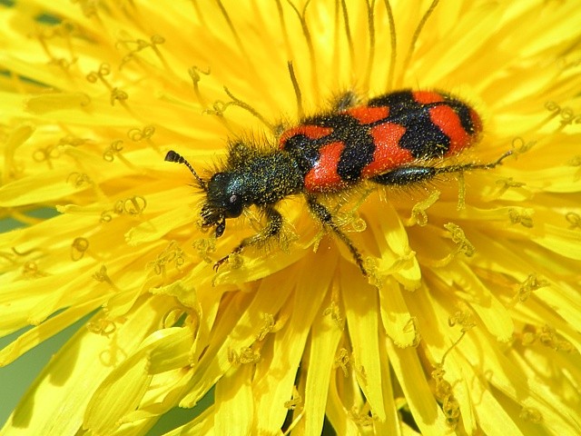 pestrokrove�n�k Trichodes alvearius
