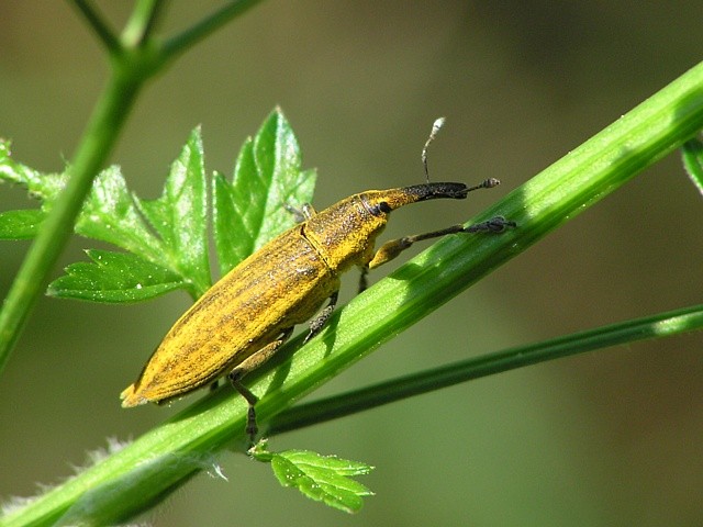 r�honosec Lixus iridis