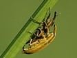 nosatec Lixus sp.