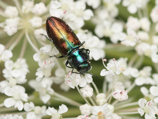 krasec Anthaxia podolica