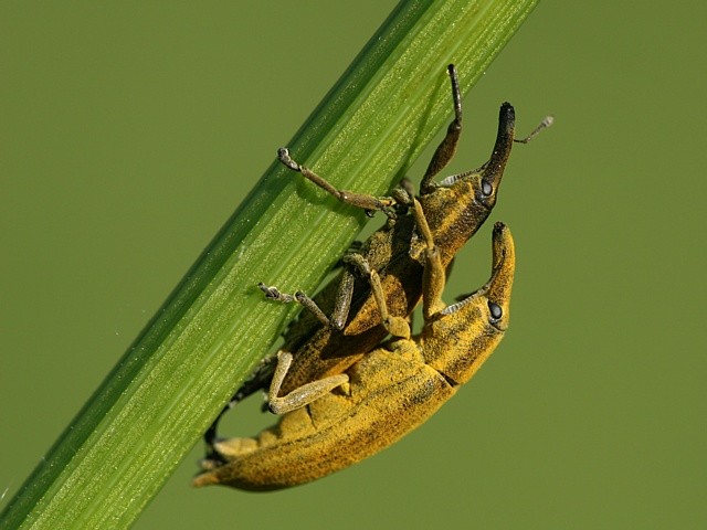 nosatec Lixus sp.