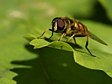 pest�enka