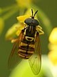 pest�enka