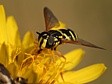 pest�enka