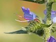 hadinec obecn�