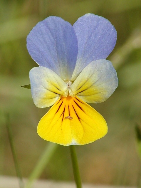 violka
