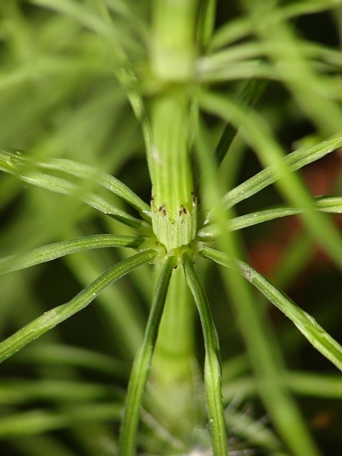 p�esli�ka