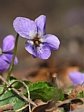 violka lesn�