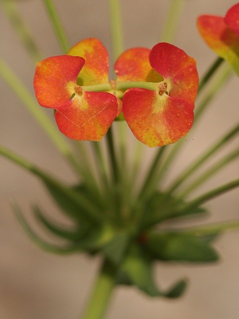 pry�ec