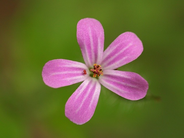 kakost smrdut�