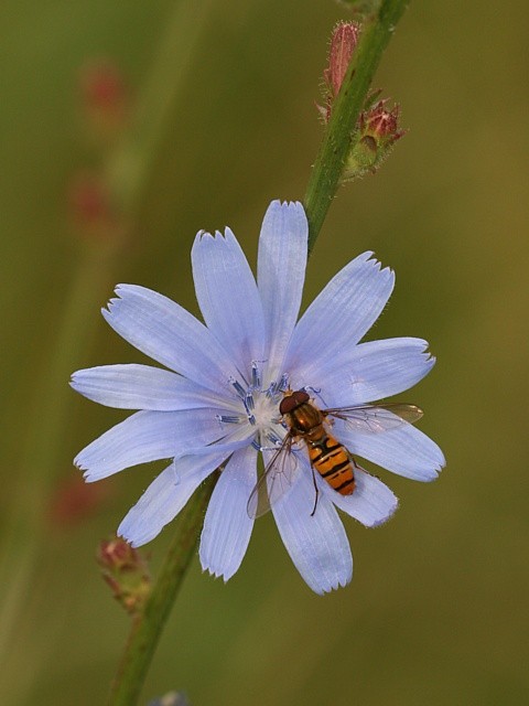 �ekanka obecn�