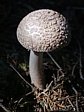 muchom�rka r��ovka