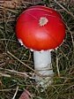 muchom�rka �erven�