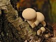 p�chavka obecn�