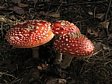 muchom�rka �erven�