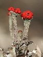 dutohl�vka Cladonia floerkeana