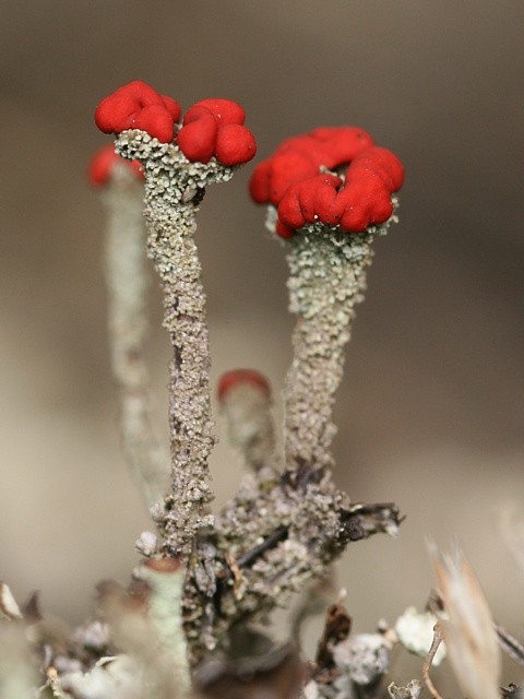 dutohl�vka Cladonia floerkeana