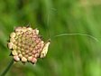 ad�la chrastavcov�