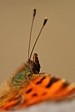 babo�ka b�l� c