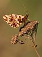 perle�ovec nejmen��