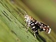 molovenka Prochoreutis sehestediana