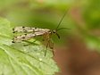 srpice obecn�