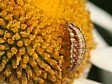 larva zlatoo�ky