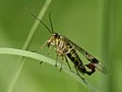 srpice obecn�