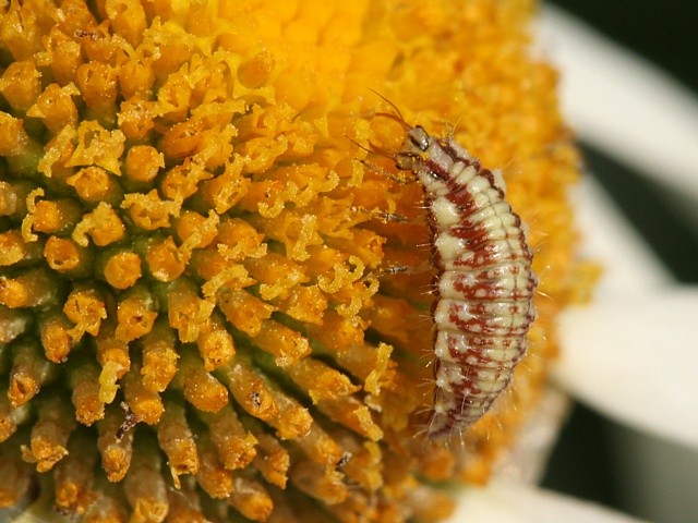 larva zlatoo�ky