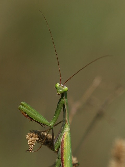 kudlanka n�bo�n�