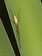 �elistnatka Tetragnatha sp.