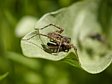 sl���k Pardosa sp.