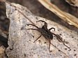 sl���k Pardosa sp.