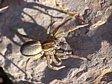 sl���k Trochosa ruricola