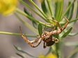 b�n�k Xysticus sp.