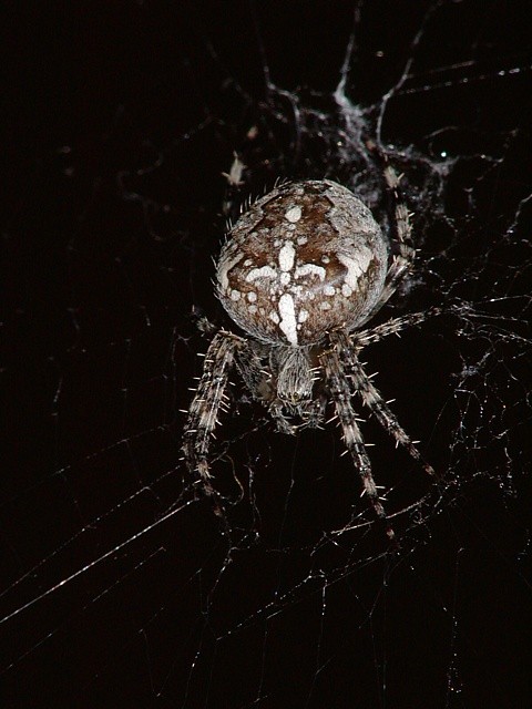 k�i��k obecn� Araneus diadematus 