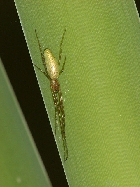 �elistnatka Tetragnatha sp.