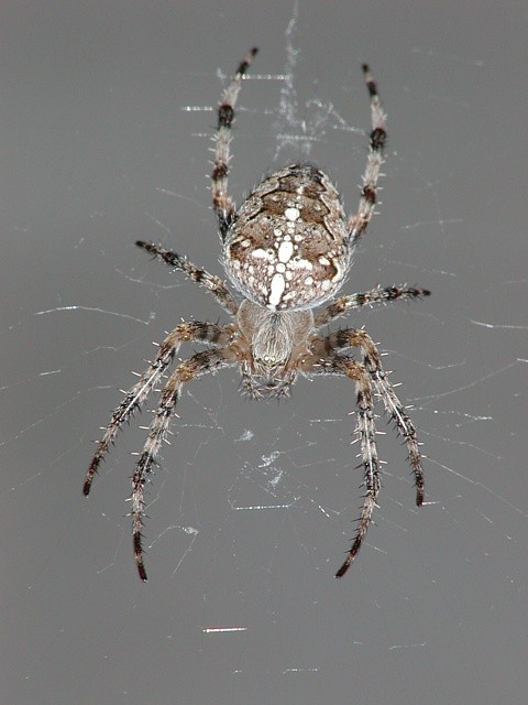 k�i��k obecn� Araneus diadematus