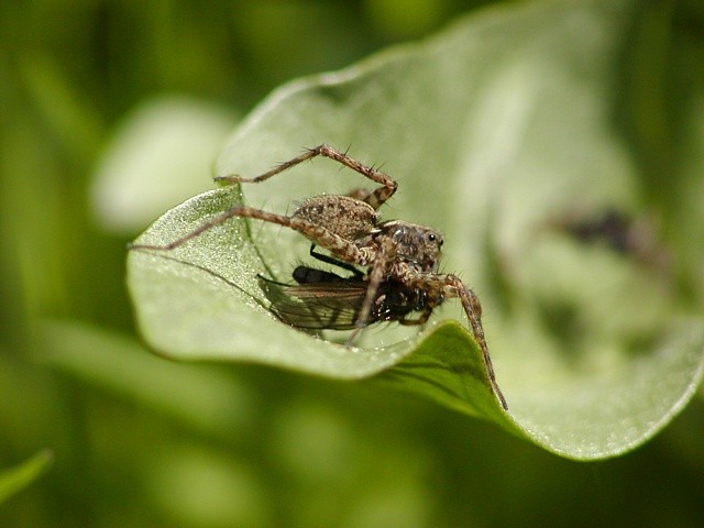 sl���k Pardosa sp. s ko�ist�