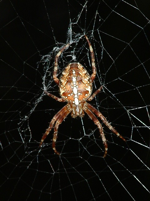 k�i��k obecn� Araneus diadematus