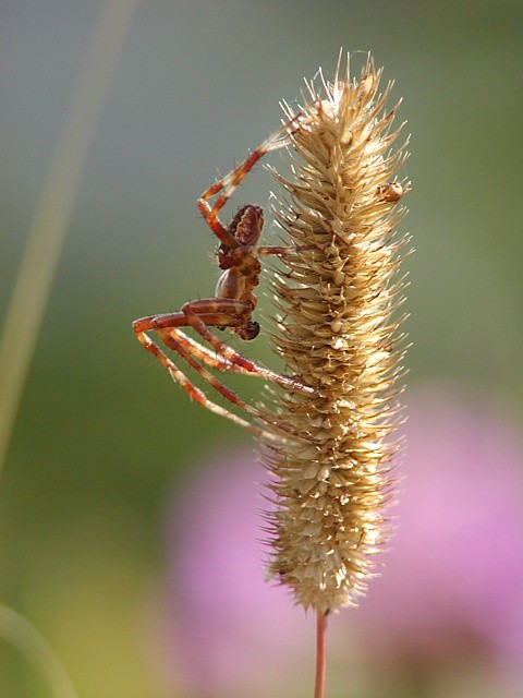 k�i��k obecn� Araneus diadematus