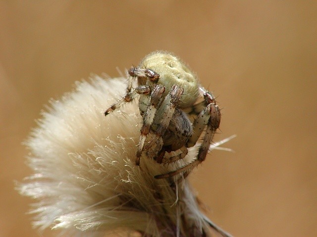 k�i��k �ty�skvrnn� Araneus quadratus