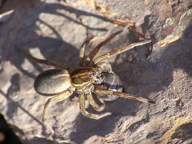 sl���k Trochosa ruricola