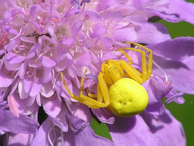 b�n�k kopretinov� Misumena vatia