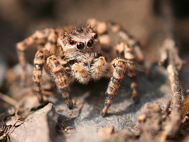 sk�kavka Aelurillus v-insignitus