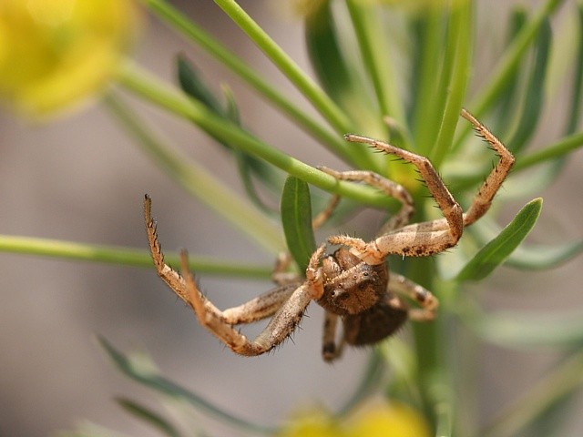 b�n�k Xysticus sp.