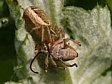 b�n�k Xysticus sp. s nosatcem