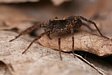 sl���k Pardosa sp.
